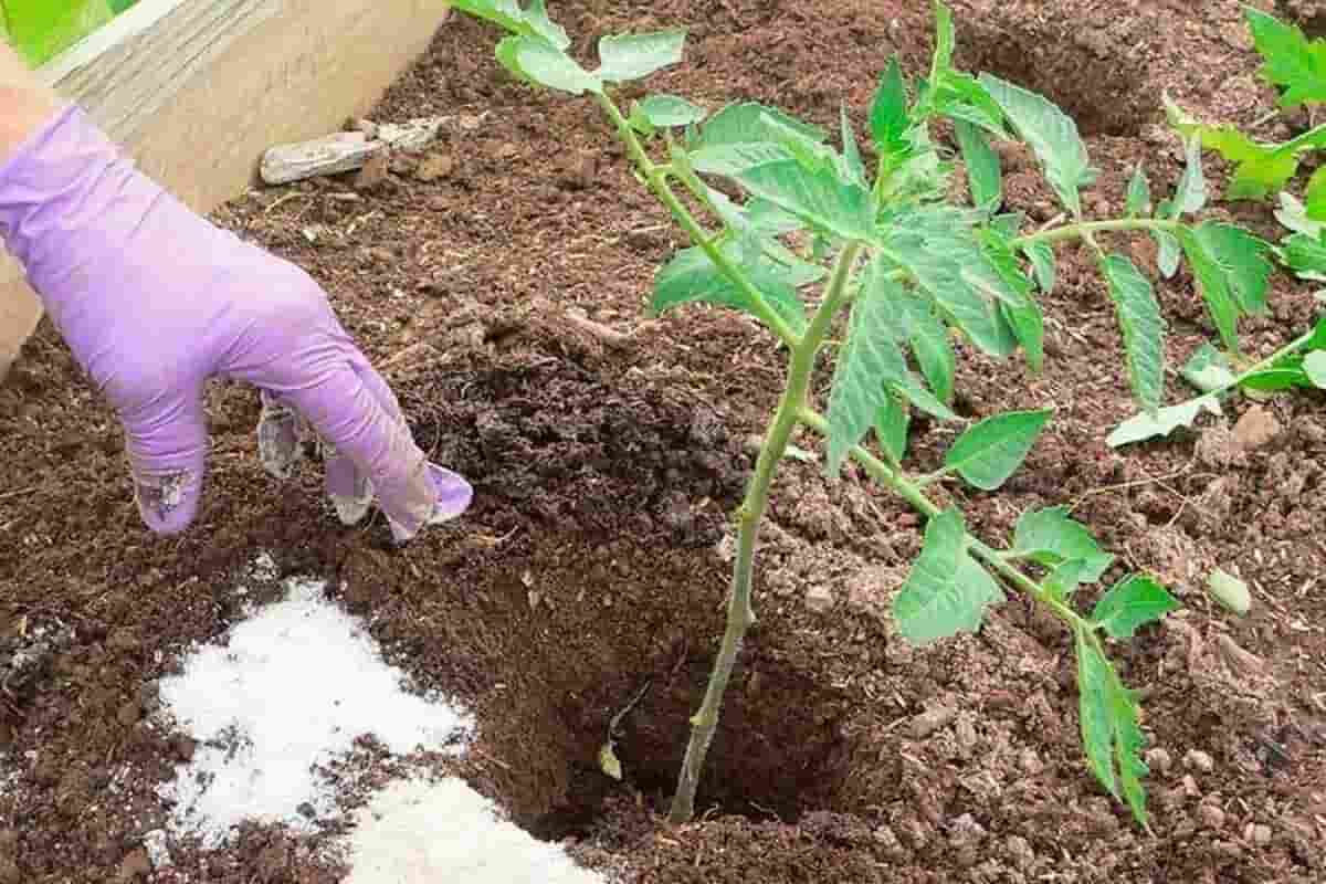 تصویر 3 از کود مرغی اگری پیرون متعادل ساز بستر کشت